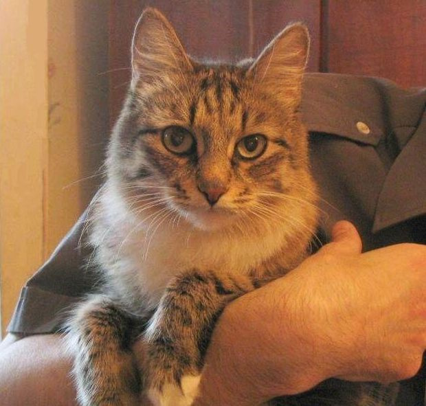 staraya molodost кошка
