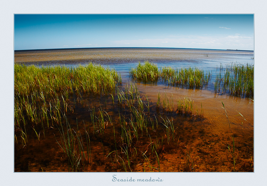 ~ Seaside Meadows ~ 