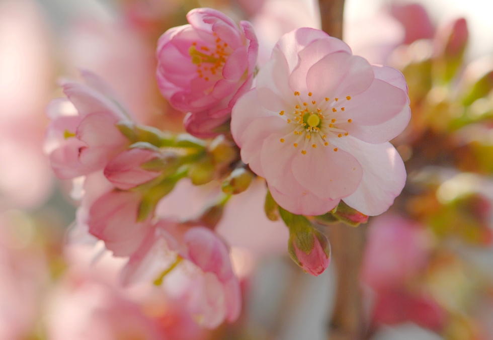 8 марта-цветочный день :) цветы розовые деревья март prunus весна