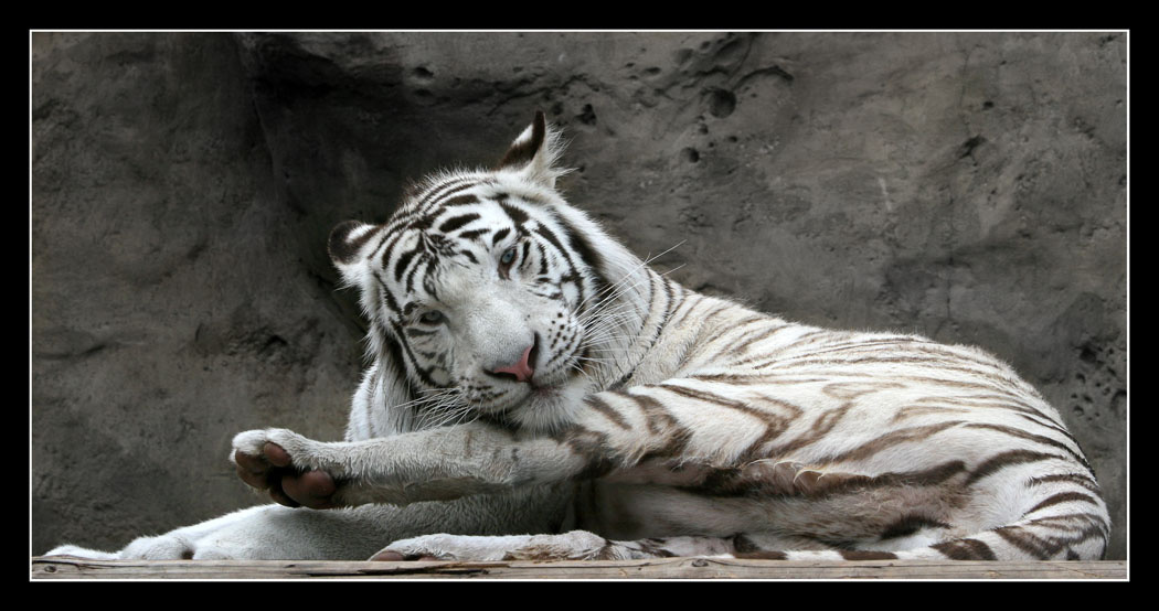 Улыбка :) тигр, улыбка