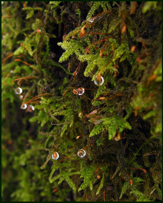 Moss-grown 