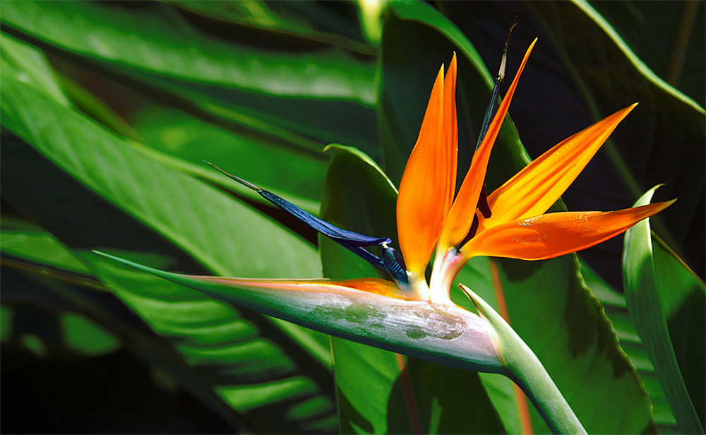 tropicheskaya ptichka tropical, bird, botanical, garden, bronx, flower, sad, cvetok