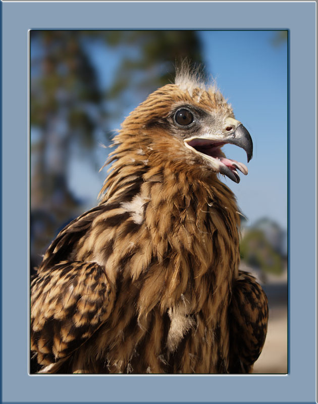 Коршуненок птица природа