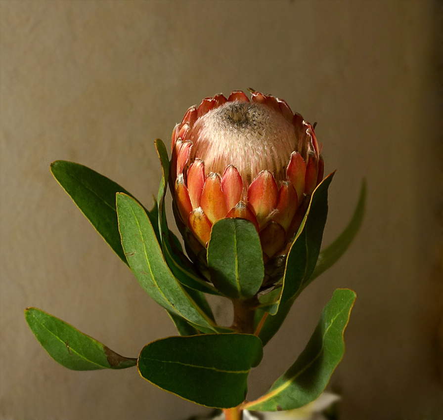 Protea Susara 