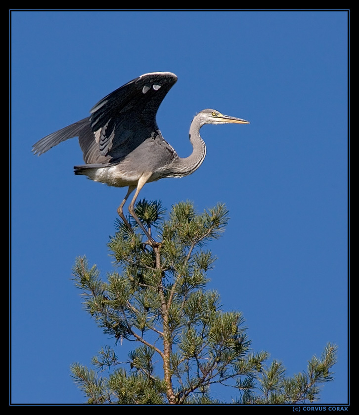 Высоко сижу, далеко гляжу! Серая цапля Ardea cinerea