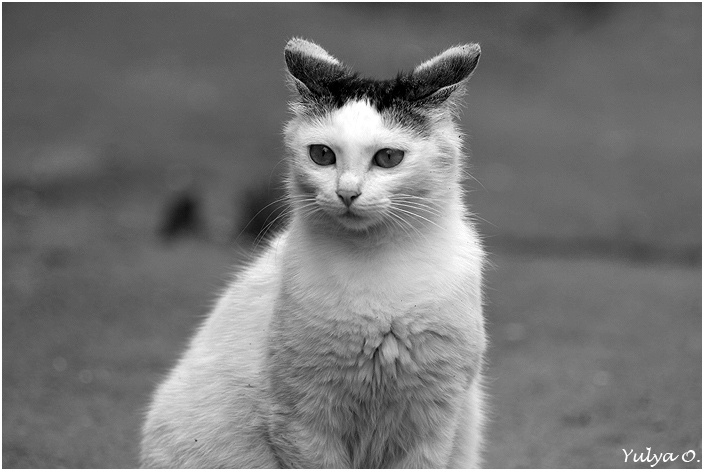 КотоКролик котокролик