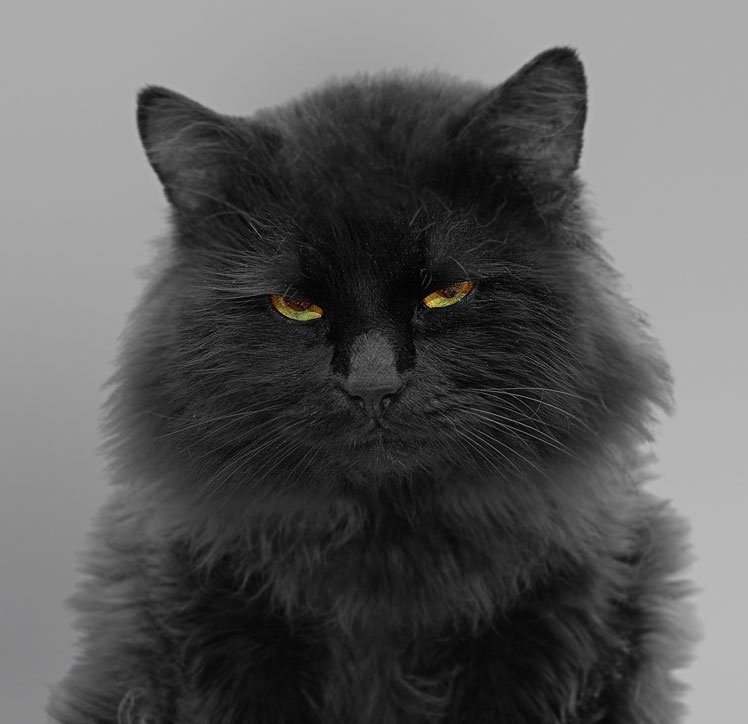 Бармалей кот cat портрет