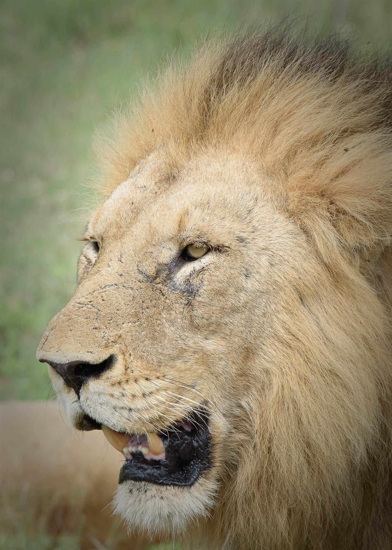 Лев животные лев парк Крюгера ЮАР январь animals lion Kruger Park South Africa January