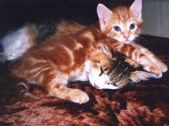 Сколько же можно на шее у матери!... кот кошка