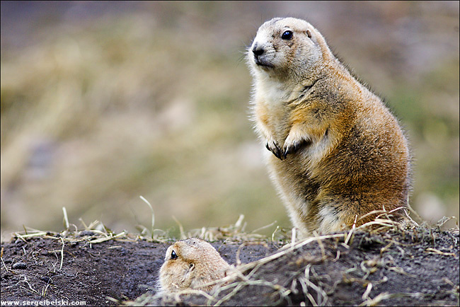 Prairie Dog Prairie Dog