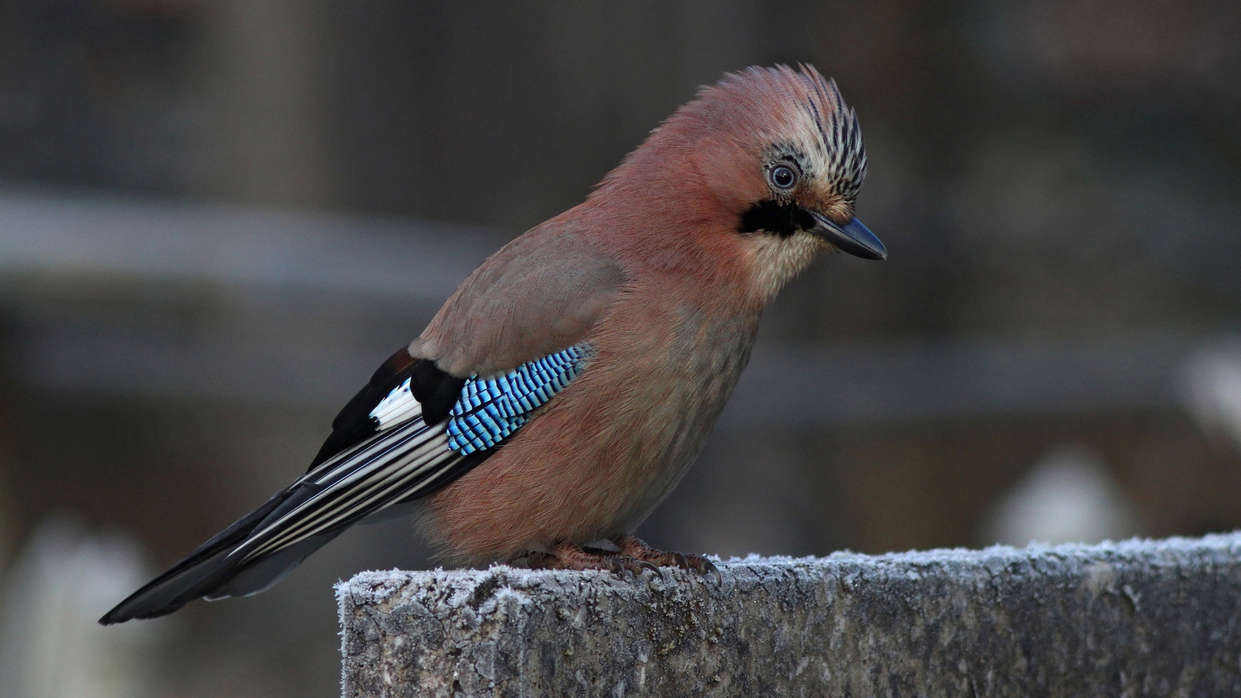 Разбойница Обыкновенная сойка Кареза Garrulus glandarius Eurasian jay