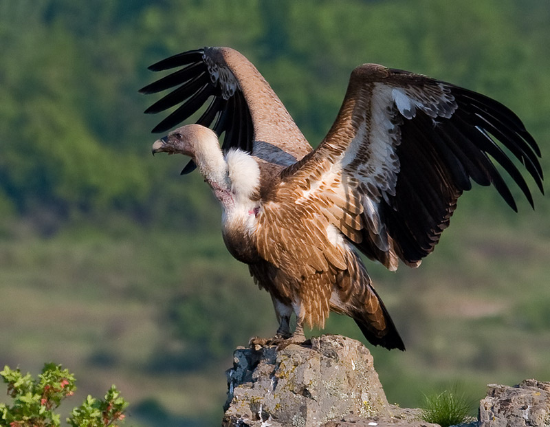 Гегемон Сип белоголовый (Gyps fulvus)