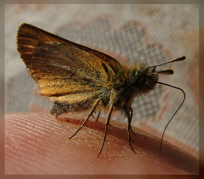 Не знаю кто такое, но немного попозировать согласилось... Насекомое, макро