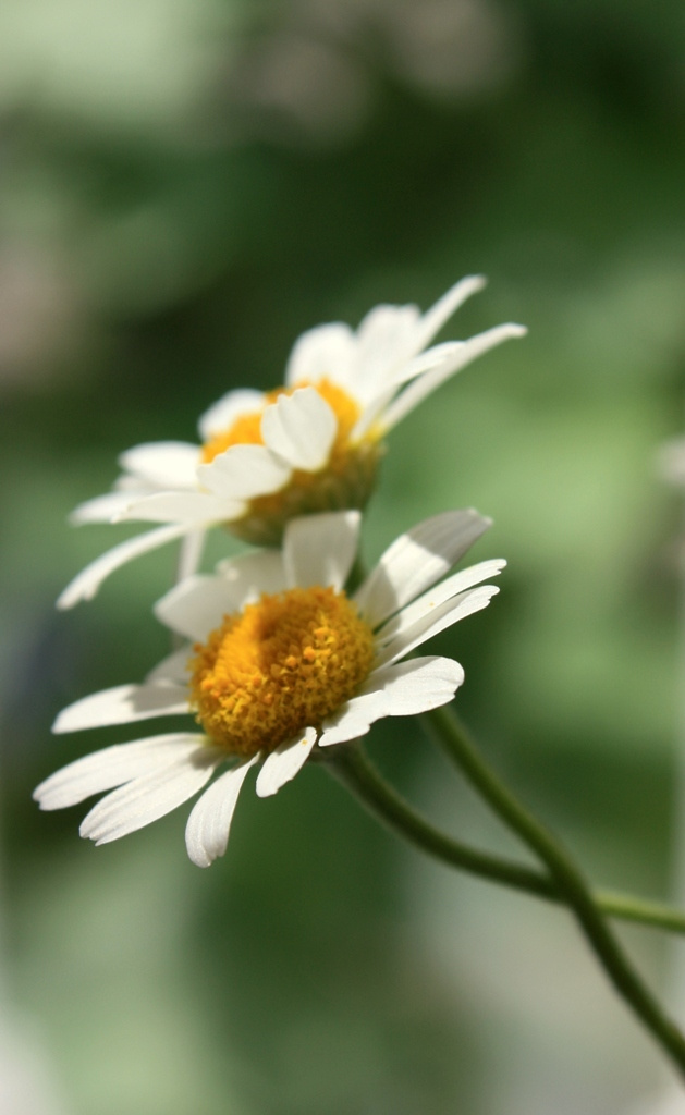 Together природа,цветы,ромашки