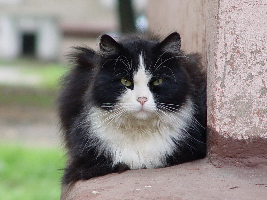 Security кошки, коты, security, мордастые