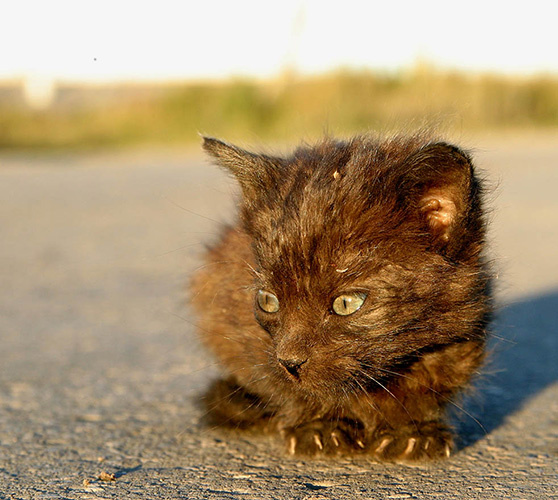 Один, а скоро зима (рязанское село) Бездомные , кошки