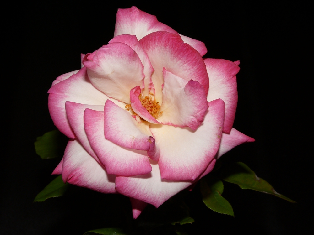 rose цветы розы природа