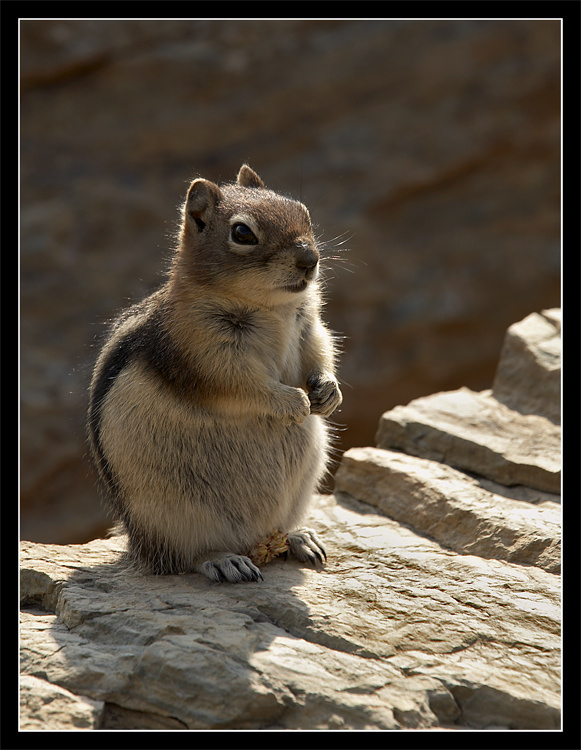 Бурундучок-с. chipmunk, Glacier, бурундук