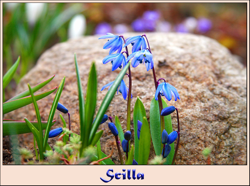 Scilla \"Spring Beaty\" сцилла
