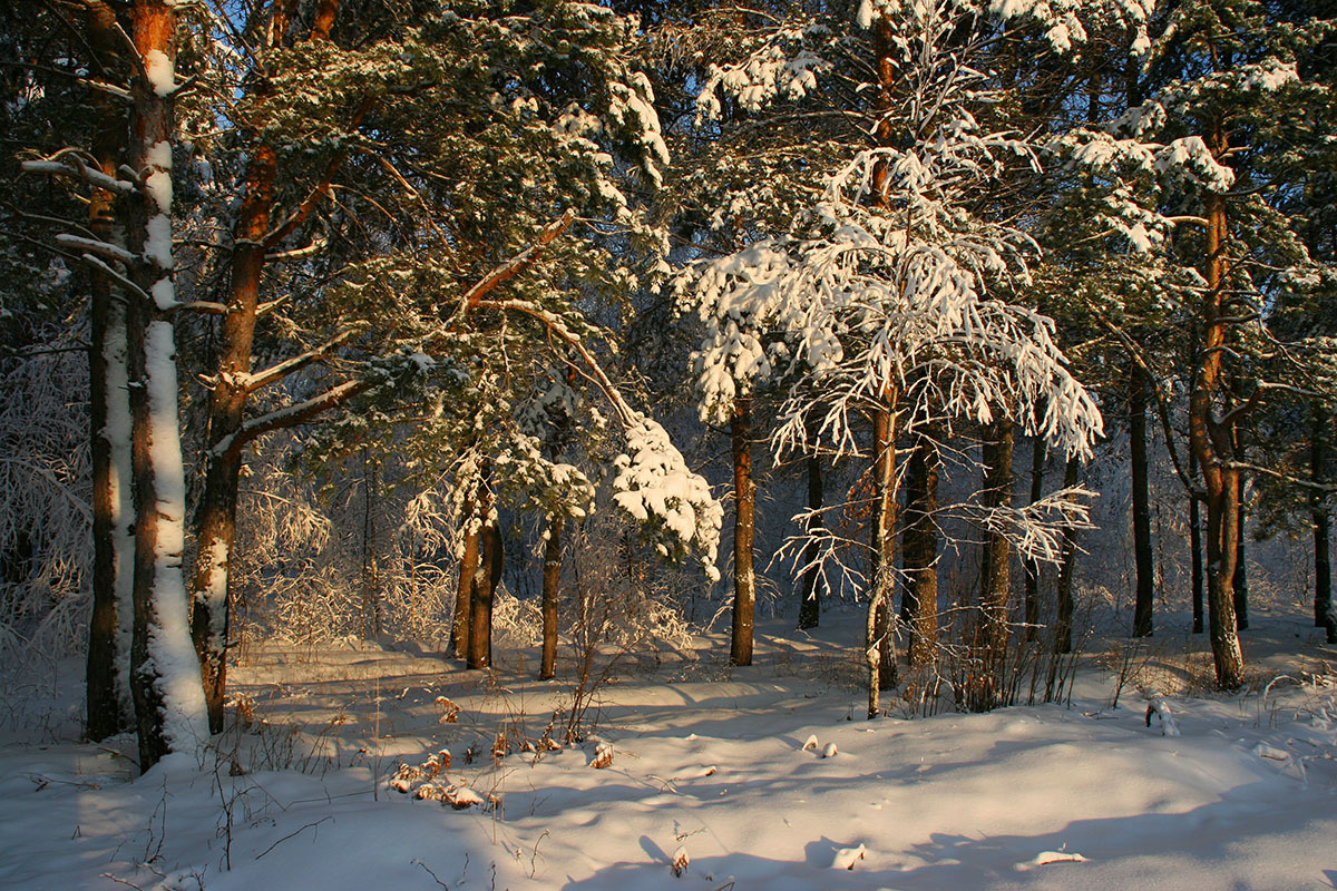 Лесная сказка 