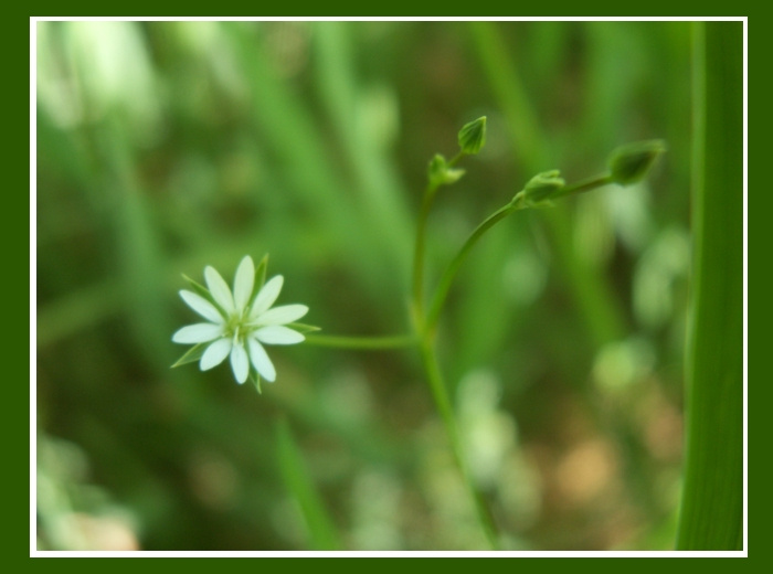 цветуёчек цветочек