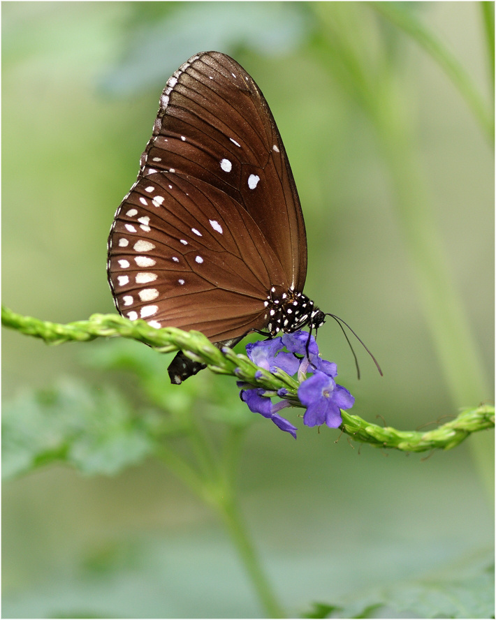 Euploea core 