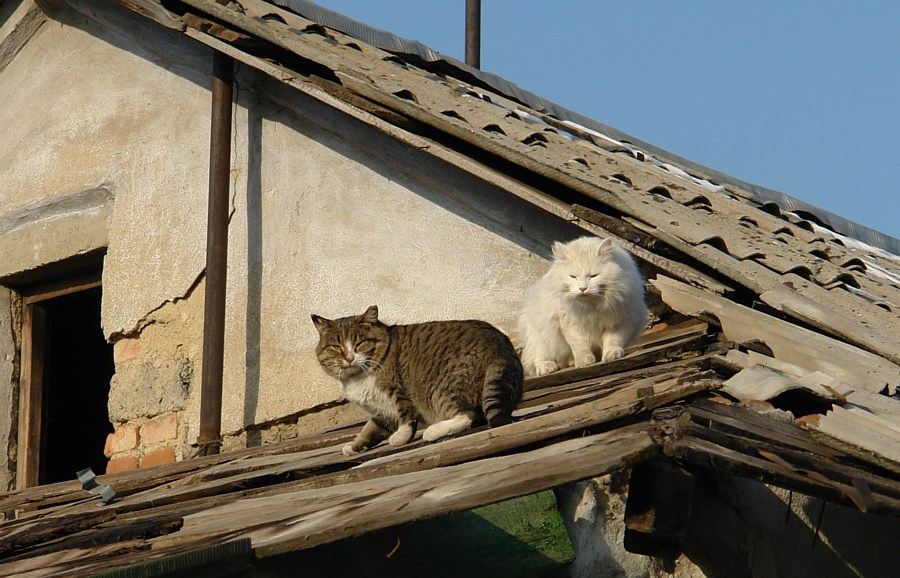 Поорать на крыше кошки коты