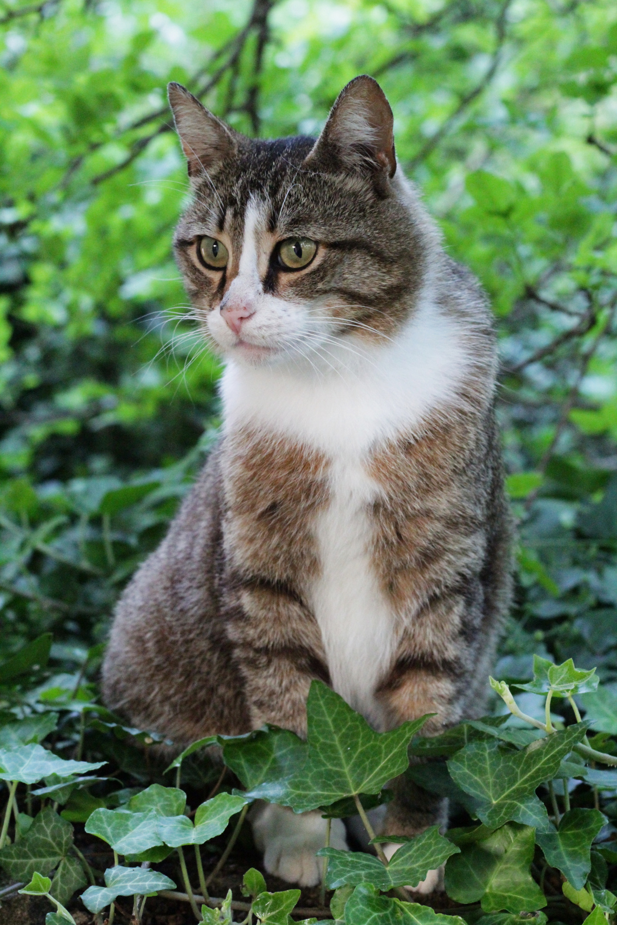 коты мыса Фиолент** 