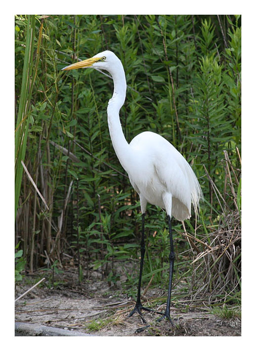 Большая птица Большая белая цапля Техас Great egret Texas