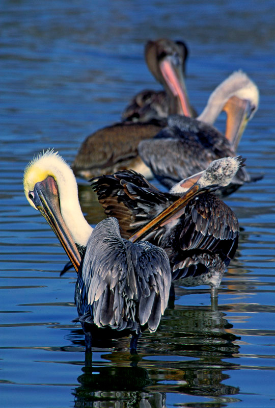Чистилище Бурый пеликан, Pelecanus occidentalis, Brown Pelican, Malibu Lagoon, California