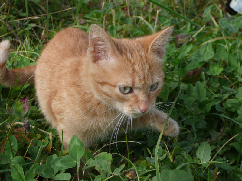 поиграй со мной котенок