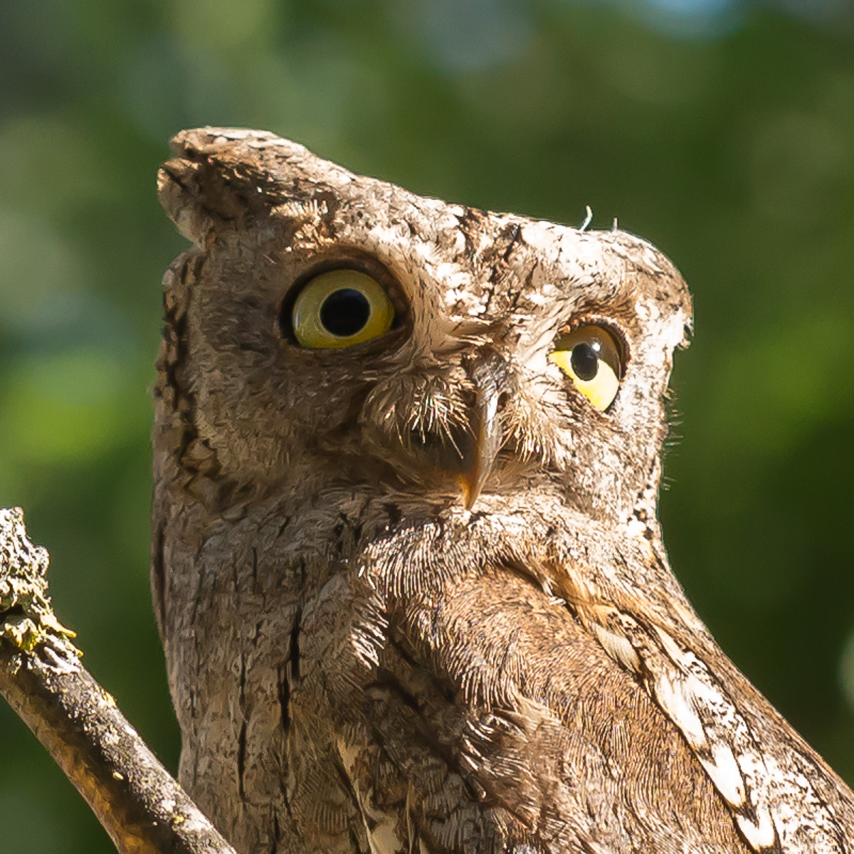 Фото на паспорт Сплюшка Otus scops pulchellus