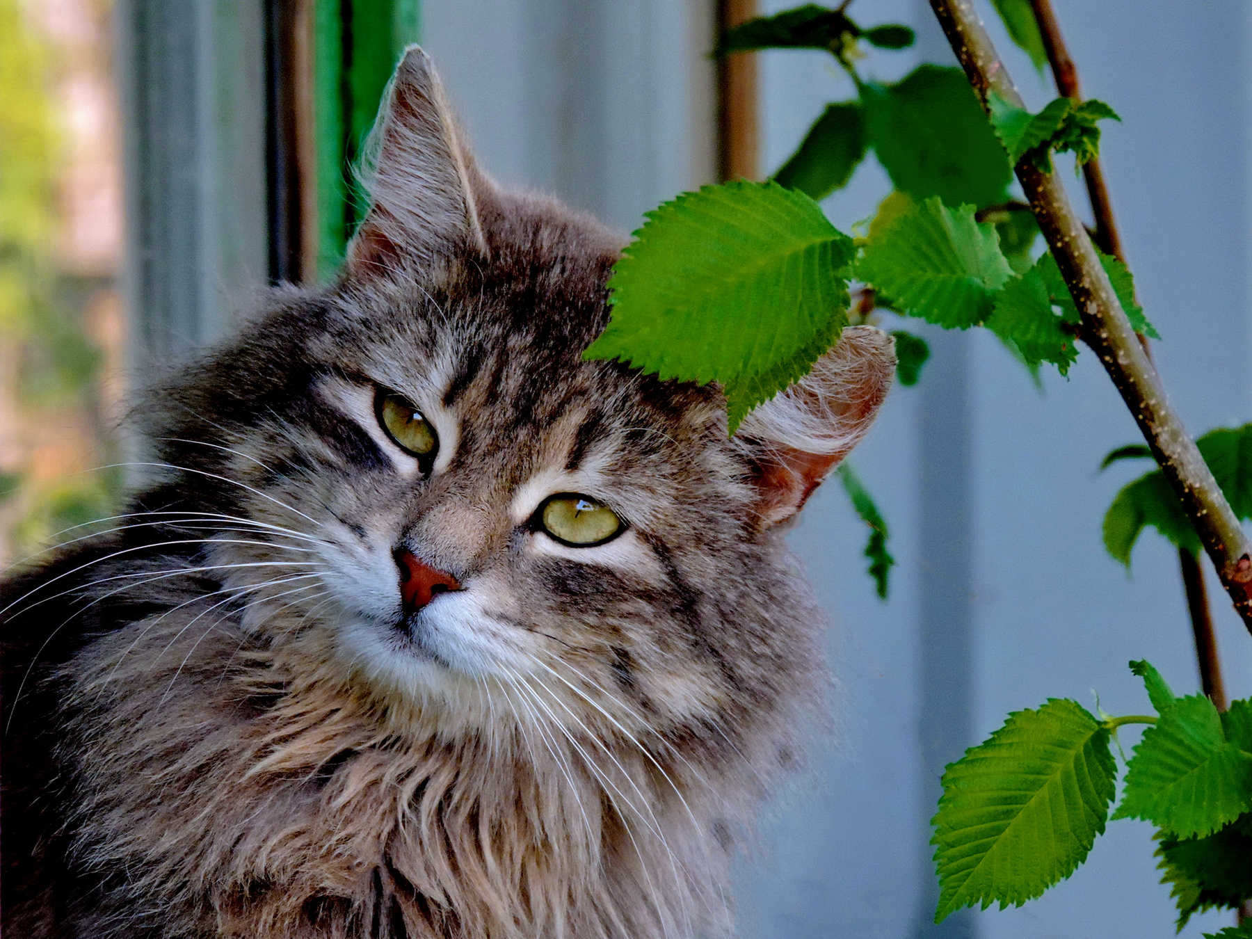 *** Кузя. кот окно листочки
