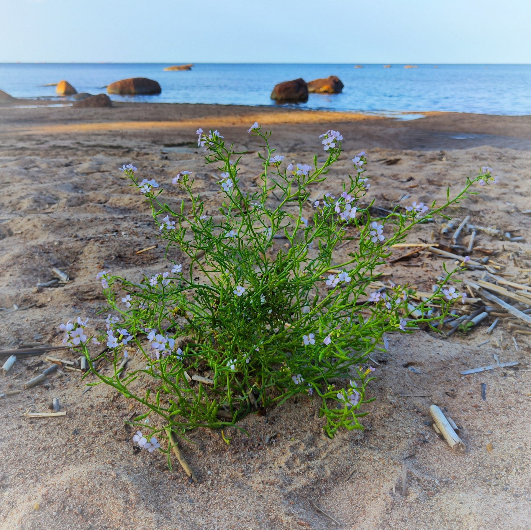 *** лето вода балтийская морская горчица
