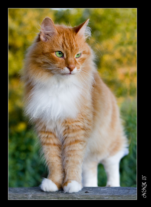 Еще одна кошкофотография на ФС... Настоящий кот котяря кошкофотография Марсик