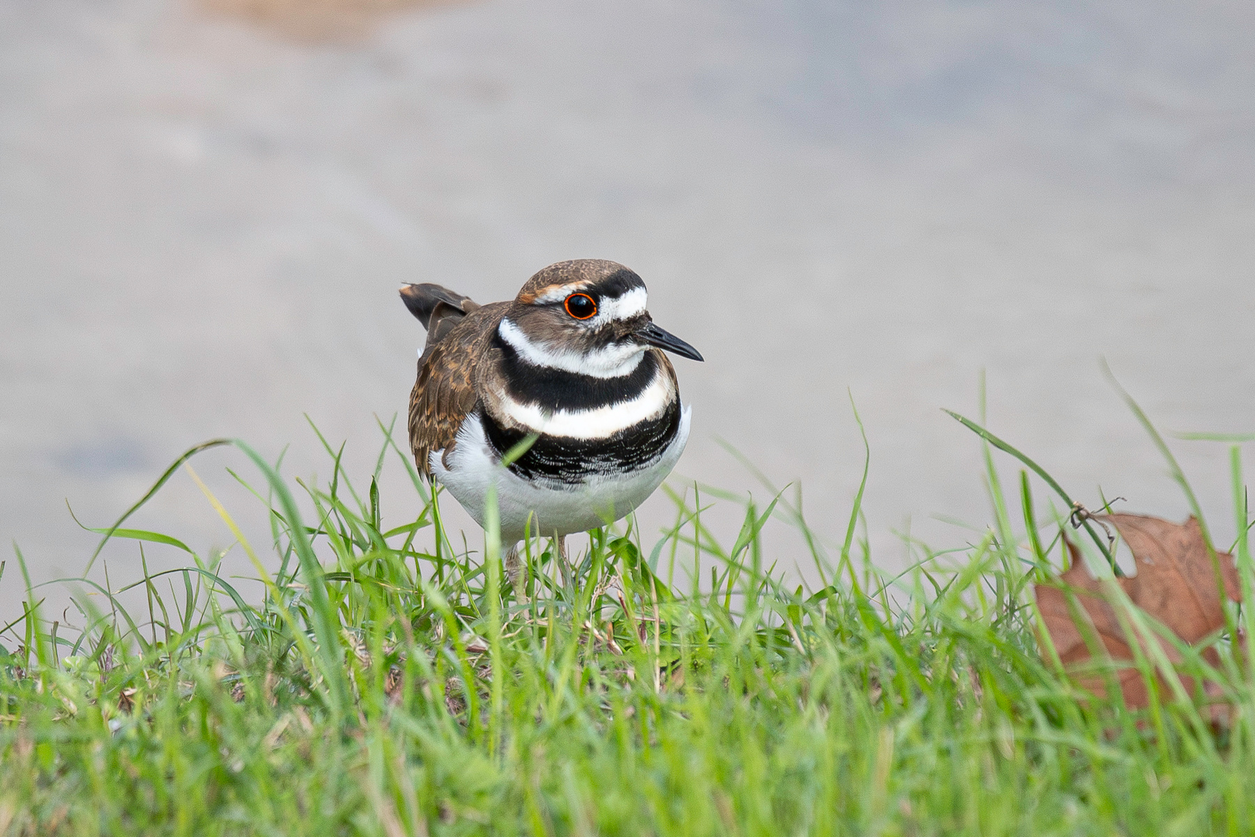 Присматриваемся Крикливый зуёк Killdeer