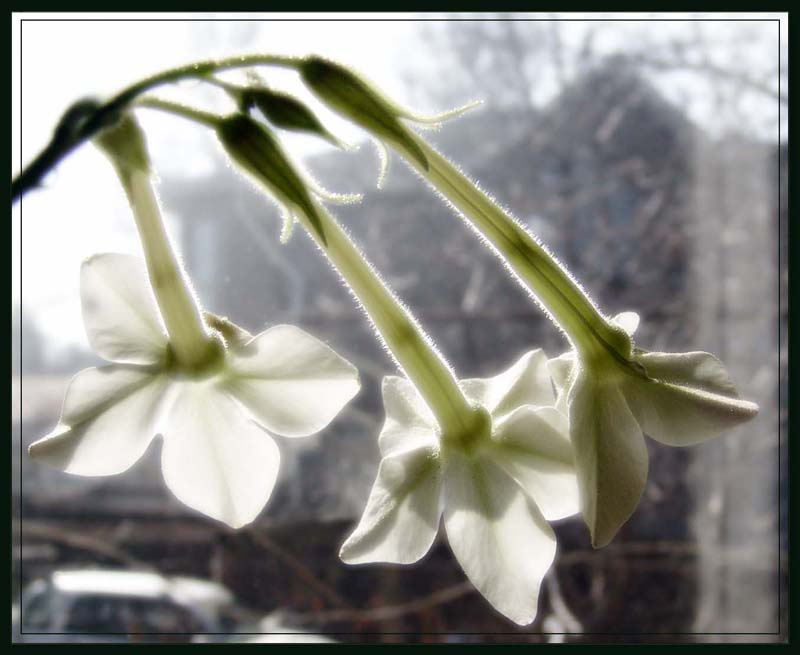 табачёк горы, весна, река, цветы, степь