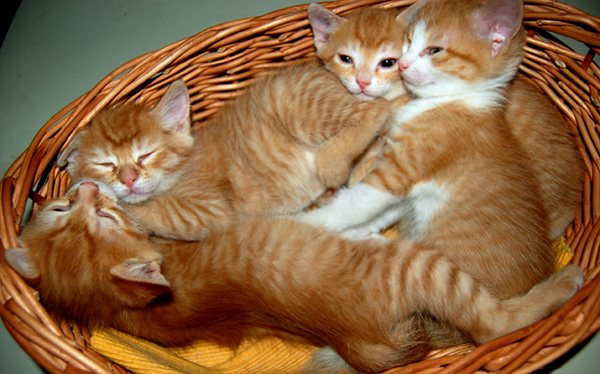 Союз рыжих кот кошка котята