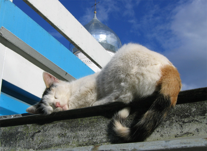 бездомный кот новгород церковь церкви кошки кот