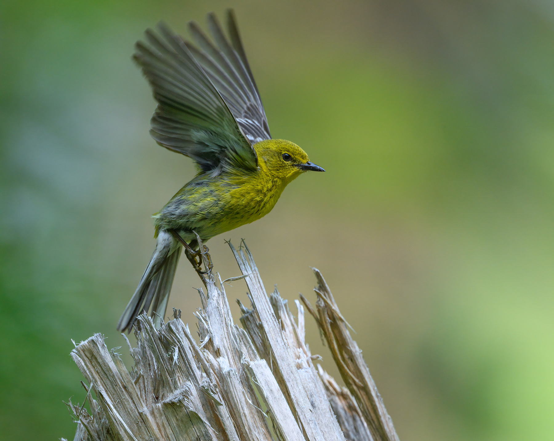 Pine warbler (m) 