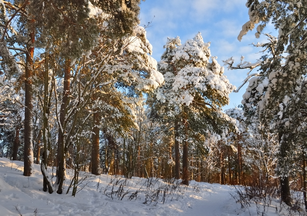 Дорожка в соснах. Зима дорожка лесопарк зима Хельсинки park winter Helsinki