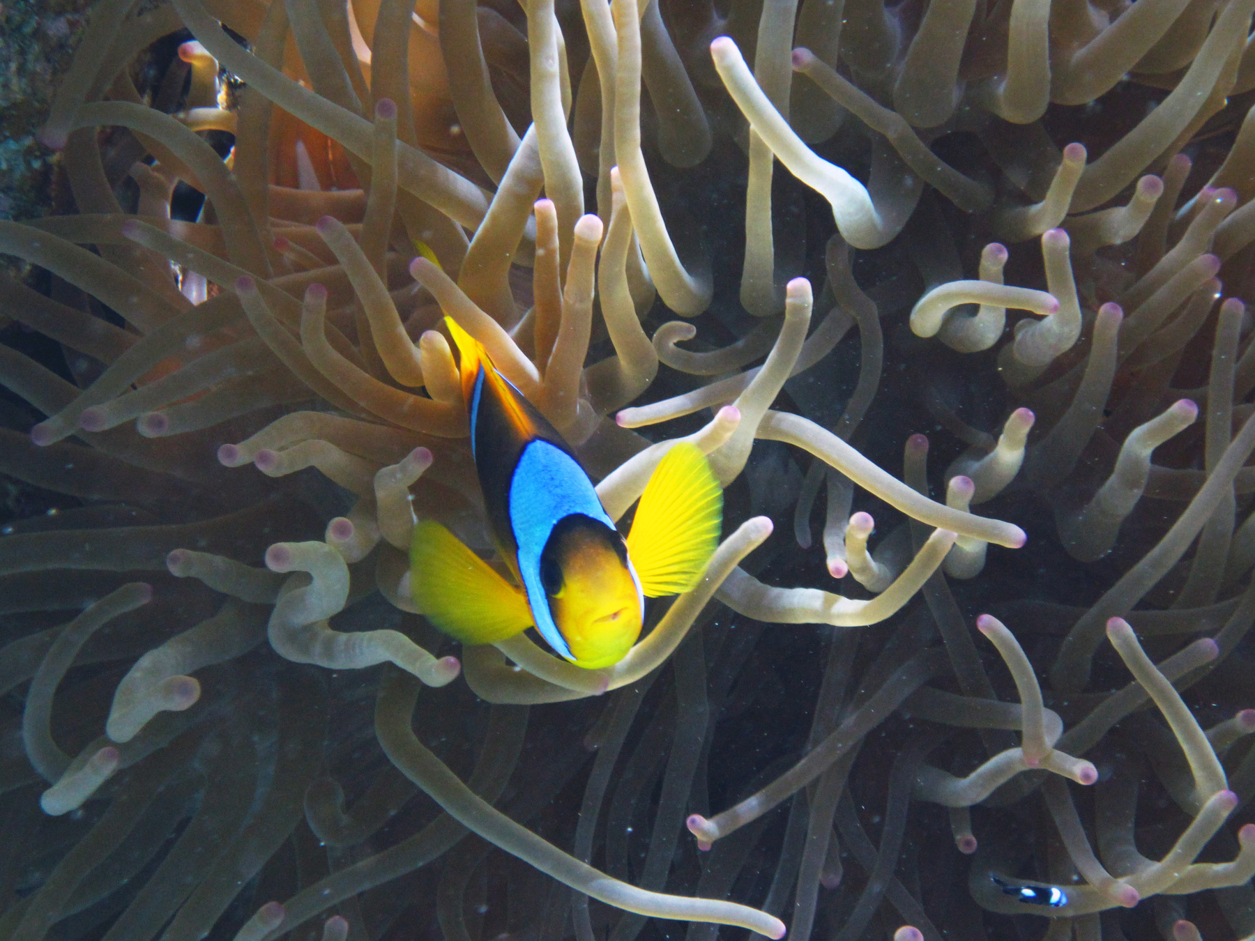 Красноморский амфиприон (Red Sea anemonefish) Красное море