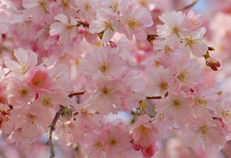 Цветочное облако розовые деревья prunus март цветы облако