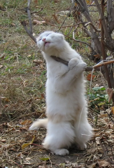 Кот-торчун кот торчун кайф уши кошка