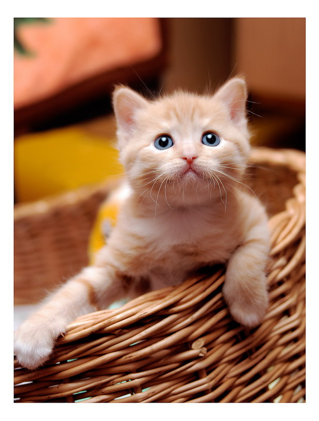 малыш котенок