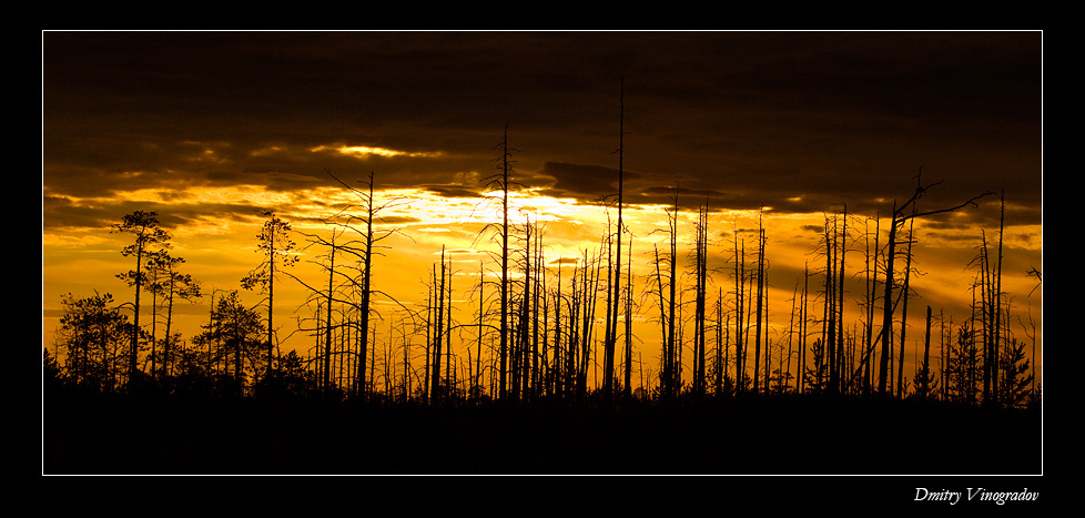 Dead wood Виноградов, пейзаж, Карелия