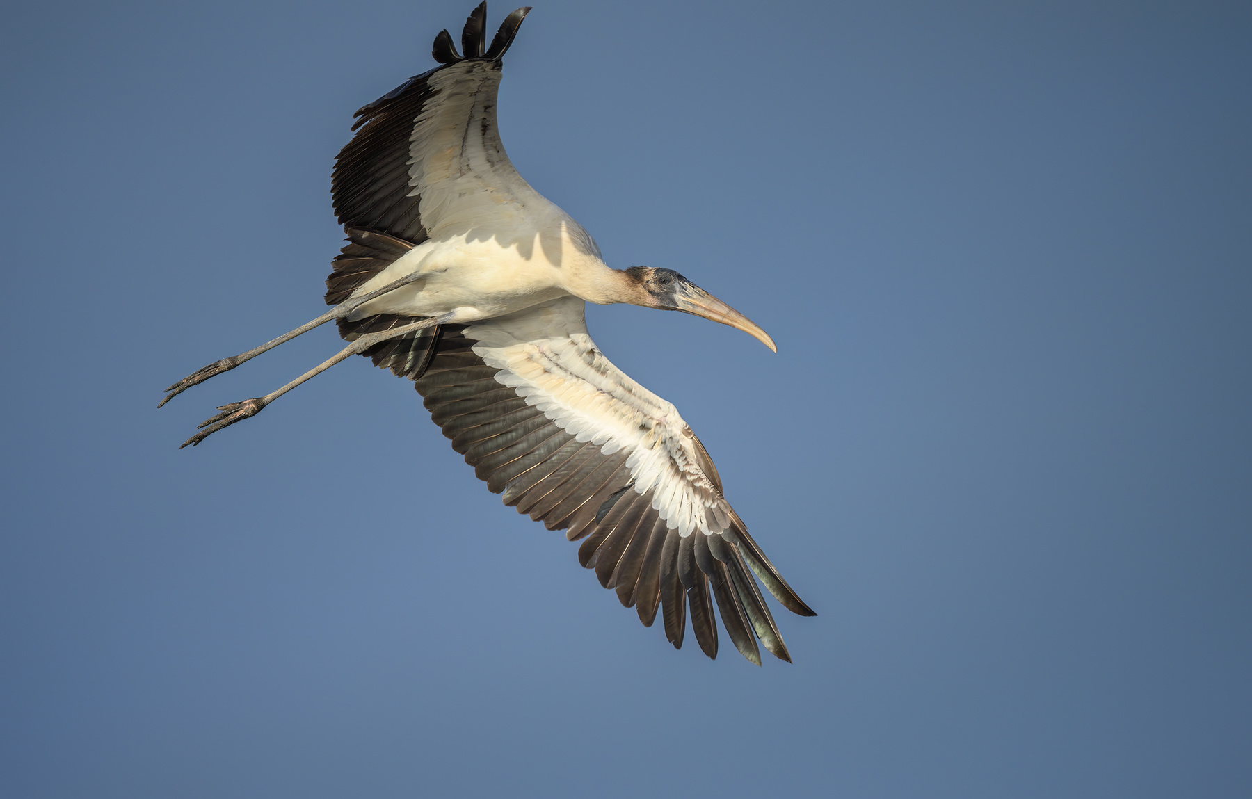 Wood Stork 