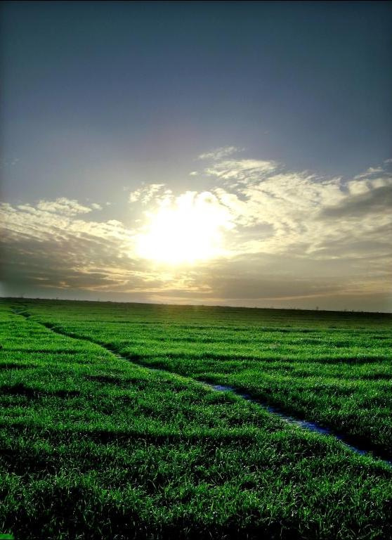 По пути закат, дорожка, поля, трава, Україна