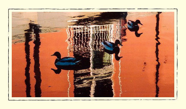 Ducks L'Orange 