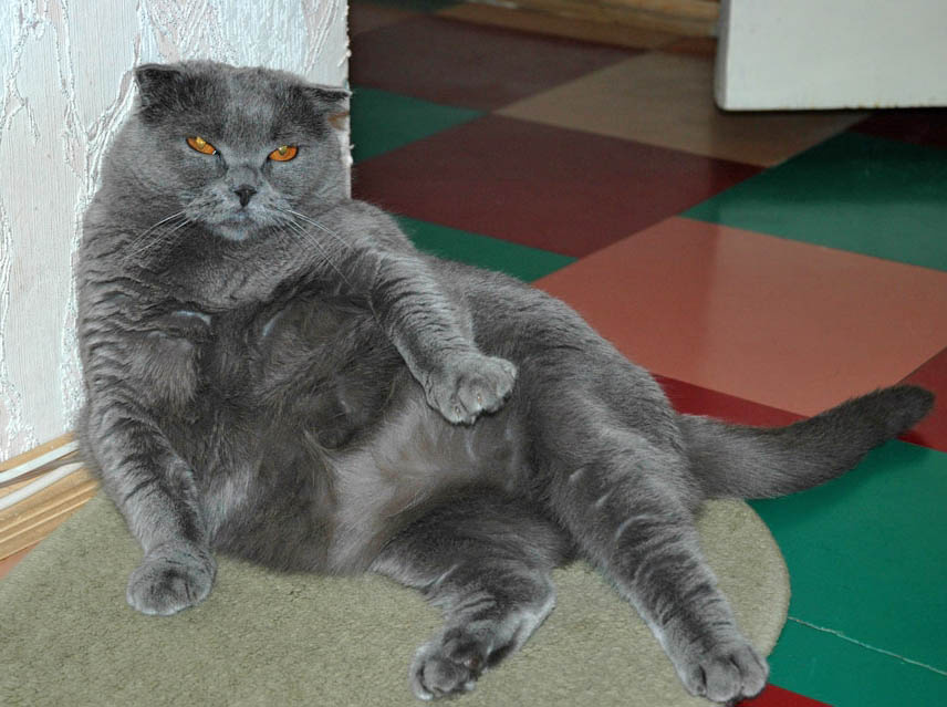 Жизнь удалась Кот